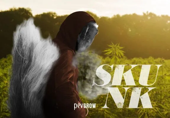 Montaje de una figura encapuchada con cabeza y gran cola de mofeta, entre humo y un campo de cannabis al atardecer, con el texto SKUNK. Montaje de una figura encapuchada con cabeza y gran cola de mofeta, entre humo y un campo de cannabis al atardecer, con el texto SKUNK.