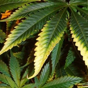 Primer plano de hojas de cannabis con zonas amarillas en los bordes y las puntas, junto a otras hojas verdes. Primer plano de hojas de cannabis con zonas amarillas en los bordes y las puntas, junto a otras hojas verdes.