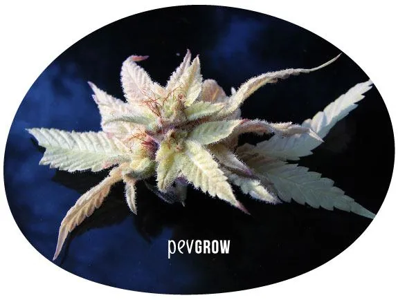 Primer plano de un brote de cannabis con hojas blanquecinas, zonas verde pálido y filamentos rojizos sobre un fondo oscuro.