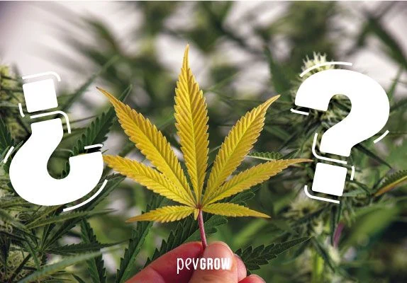 Una mano sostiene una hoja amarilla de cannabis ante varias plantas, flanqueada por dos grandes signos de interrogación blancos. Una mano sostiene una hoja amarilla de cannabis ante varias plantas, flanqueada por dos grandes signos de interrogación blancos.
