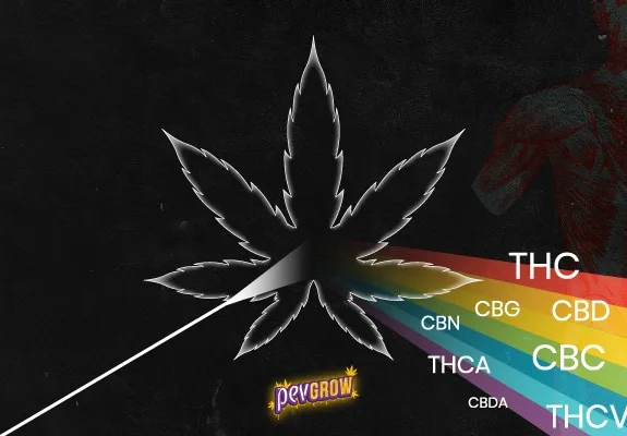 Hoja de cannabis sobre fondo negro atravesada por un haz blanco que se abre en un arcoíris con siglas de cannabinoides. Hoja de cannabis sobre fondo negro atravesada por un haz blanco que se abre en un arcoíris con siglas de cannabinoides.