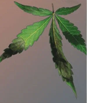 Primer plano de una hoja de cannabis con zonas amarillentas, puntas oscuras y folíolos curvados hacia abajo sobre un fondo liso.