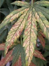 Primer plano de una hoja de cannabis con zonas amarillentas y rosadas entre las nervaduras verdes y bordes deteriorados.
