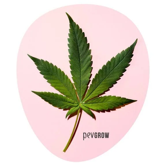 Hoja verde de cannabis con folíolos anchos de bordes dentados y un tallo largo sobre un fondo ovalado rosa claro.