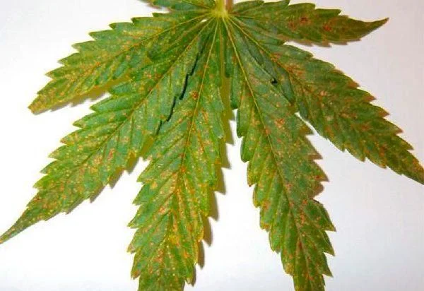 Hoja de cannabis sobre fondo blanco, con numerosas manchas amarillentas y marrones repartidas por sus folíolos verdes.