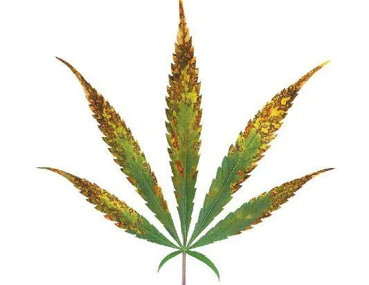 Hoja de cannabis sobre fondo blanco con amplias zonas marrones y amarillas en las puntas y los bordes, y áreas centrales verdes.