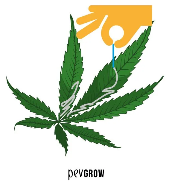 Hoja de cannabis con el rastro de un minador y una mano señalando el punto exacto donde eliminarlo