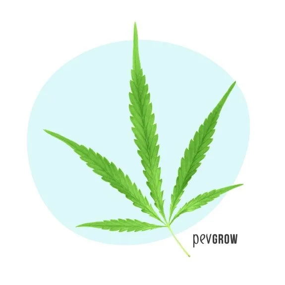 Hoja verde clara de cannabis con cinco folíolos estrechos y dentados, el central más largo, sobre un fondo azul pálido.