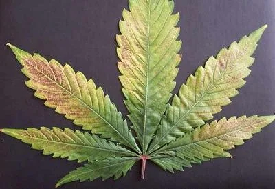 Hoja de cannabis sobre fondo oscuro, con amarilleamiento entre los nervios y zonas marrones en varios bordes dentados.