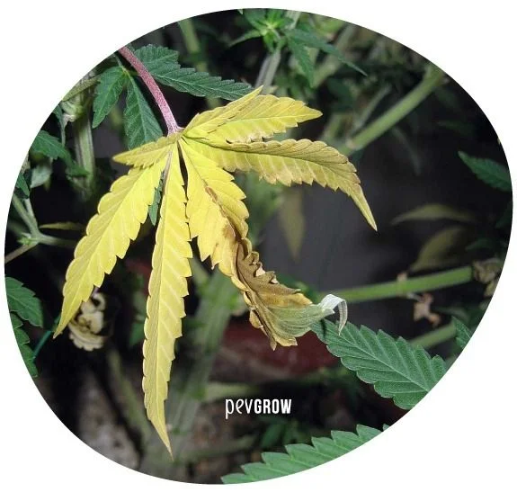 Primer plano de una hoja de cannabis amarillenta, con un foliolo de bordes marrones y curvados, rodeada de hojas verdes.