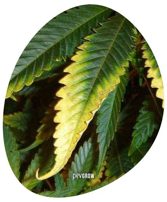 Primer plano de una hoja de cannabis con el centro verde, bordes amarillentos y pequeñas zonas marrones en los dientes del margen.