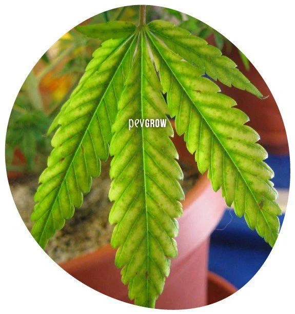 Primer plano de una hoja de cannabis con zonas amarillentas entre las nervaduras verdes y una maceta al fondo.