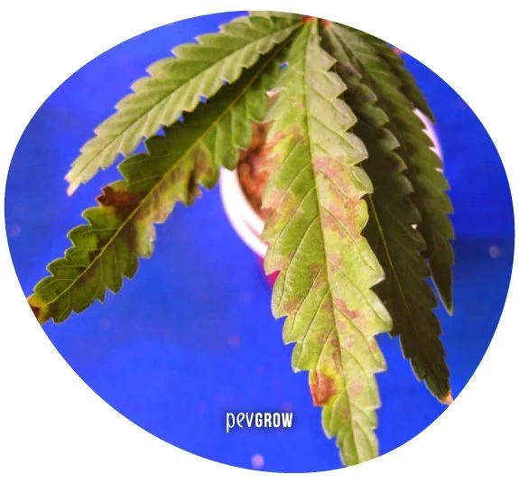 Hojas de cannabis sobre fondo azul, con zonas amarillentas y manchas marrones rojizas repartidas por los foliolos.