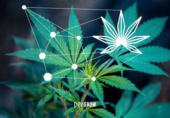 Hojas de cannabis con una superposición gráfica de puntos y líneas blancas conectados a la silueta de una hoja.