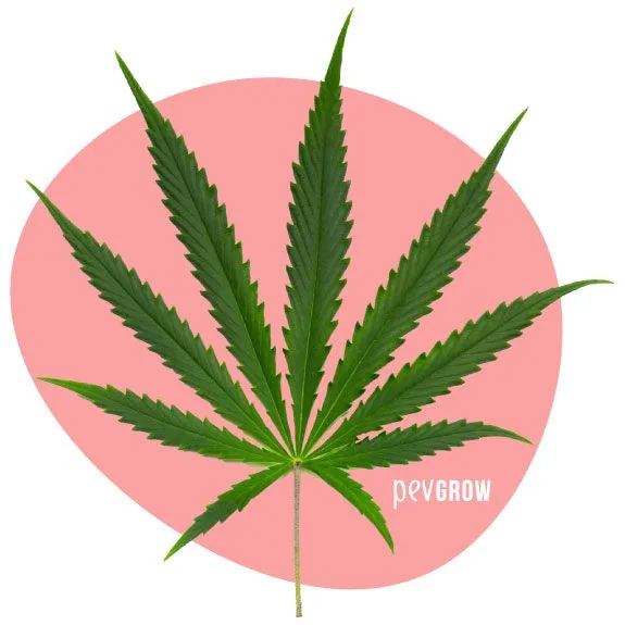 Hoja de cannabis de color verde con numerosos folíolos largos, estrechos y dentados, extendida sobre un círculo rosa.