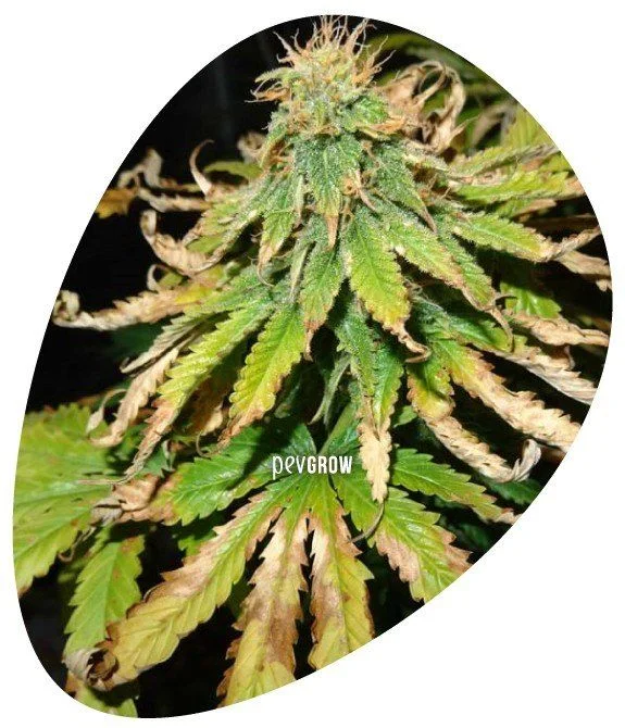 Primer plano de un cogollo de cannabis rodeado de hojas verdes y amarillentas, con amplias zonas marrones secas y bordes enrollados.