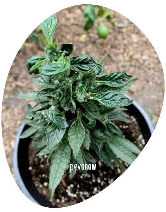Planta de cannabis en maceta vista desde arriba, con hojas verdes arrugadas y curvadas y brotes agrupados en el centro.