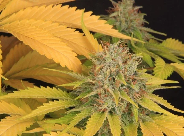 Primer plano de un cogollo de cannabis con pistilos anaranjados, rodeado de hojas amarillas y algunas zonas verdes.