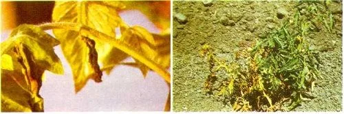Dos fotografías contiguas: hojas amarillas con zonas marrones y una planta con follaje amarillento y caído sobre suelo seco.
