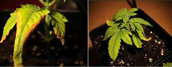 Dos vistas de cannabis: detalle de hojas caídas con zonas amarillas y marrones, y una planta pequeña en maceta con hojas amarillentas.