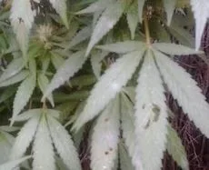Primer plano de hojas dentadas de cannabis con pequeñas perforaciones y zonas oscuras visibles en varias de ellas.