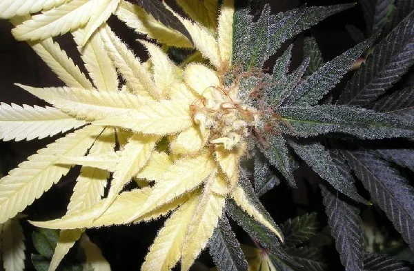 Primer plano de una flor de cannabis rodeada de hojas de color crema a la izquierda y hojas oscuras a la derecha.