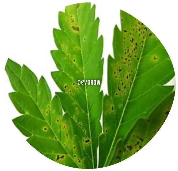 Detalle de una hoja de cannabis con numerosas manchas oscuras y pequeños puntos marrones rodeados de amarillo.