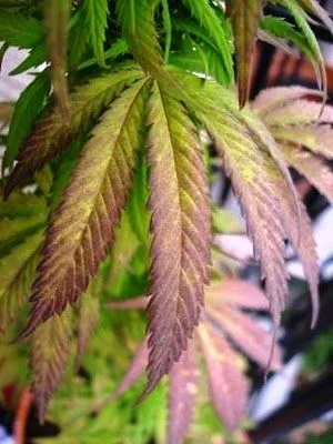 Primer plano de hojas dentadas de cannabis con zonas moradas y amarillentas entre las nervaduras, rodeadas de follaje verde.