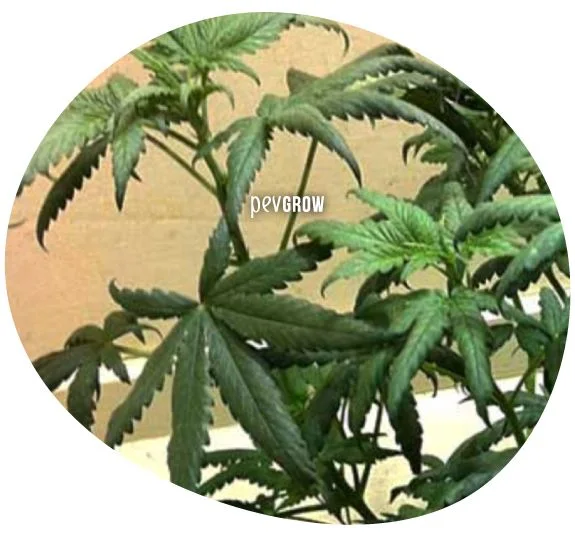 Primer plano circular de una planta de cannabis con hojas verde oscuro y puntas curvadas hacia abajo.
