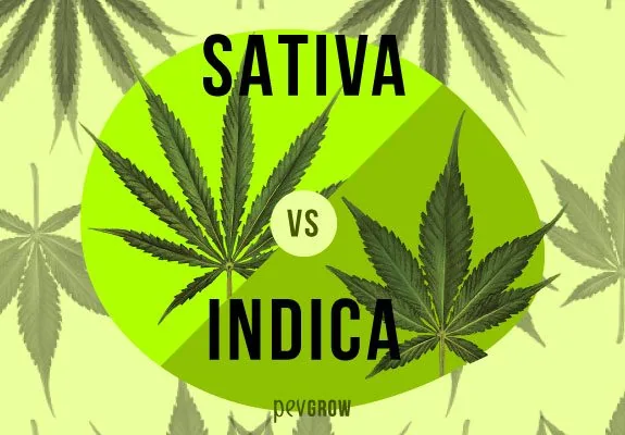 Comparativa «Sativa vs Indica» con una hoja de foliolos largos y estrechos a la izquierda y otra de foliolos más anchos a la derecha. Comparativa «Sativa vs Indica» con una hoja de foliolos largos y estrechos a la izquierda y otra de foliolos más anchos a la derecha.