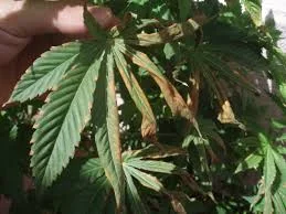 Una mano aparta el follaje de una planta de cannabis, mostrando hojas verdes junto a otras marrones, secas y curvadas.
