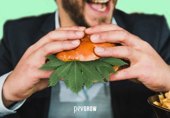 Hombre con la boca abierta que sostiene con ambas manos una hamburguesa de la que sobresalen grandes hojas de cannabis. Hombre con la boca abierta que sostiene con ambas manos una hamburguesa de la que sobresalen grandes hojas de cannabis.