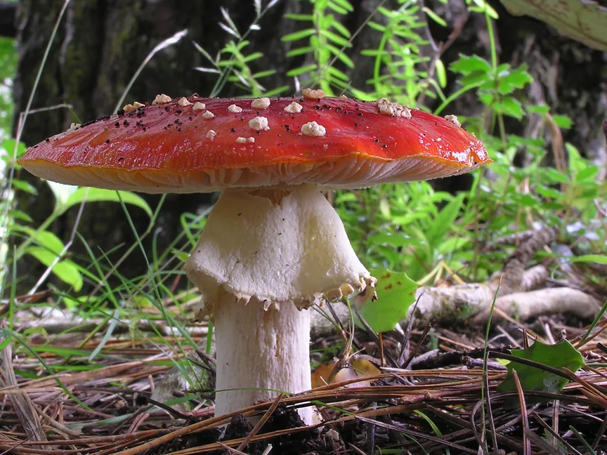Seta de sombrero rojo con escamas blancas y pie claro con anillo, sobre agujas de pino y hojas verdes en el suelo del bosque. Seta de sombrero rojo con escamas blancas y pie claro con anillo, sobre agujas de pino y hojas verdes en el suelo del bosque.