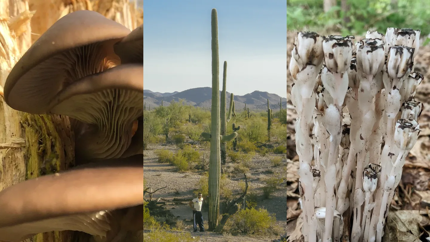 Montaje de tres fotografías: setas pardas con láminas sobre un tronco, un cactus columnar alto en un paisaje árido y un racimo de tallos blancos sin clorofila. Montaje de tres fotografías: setas pardas con láminas sobre un tronco, un cactus columnar alto en un paisaje árido y un racimo de tallos blancos sin clorofila.