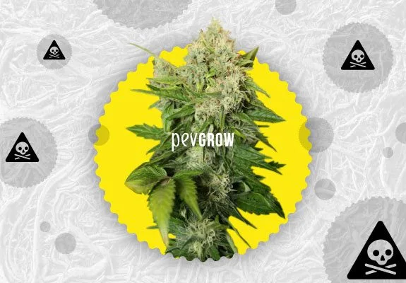 Cogollo de cannabis sobre un círculo amarillo, rodeado de símbolos de peligro con calaveras sobre un fondo gris texturizado. Cogollo de cannabis sobre un círculo amarillo, rodeado de símbolos de peligro con calaveras sobre un fondo gris texturizado.
