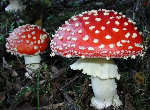 Dos setas de sombrero rojo con escamas blancas sobre hojarasca y hierba; la mayor muestra un anillo y un pie claro. Dos setas de sombrero rojo con escamas blancas sobre hojarasca y hierba; la mayor muestra un anillo y un pie claro.