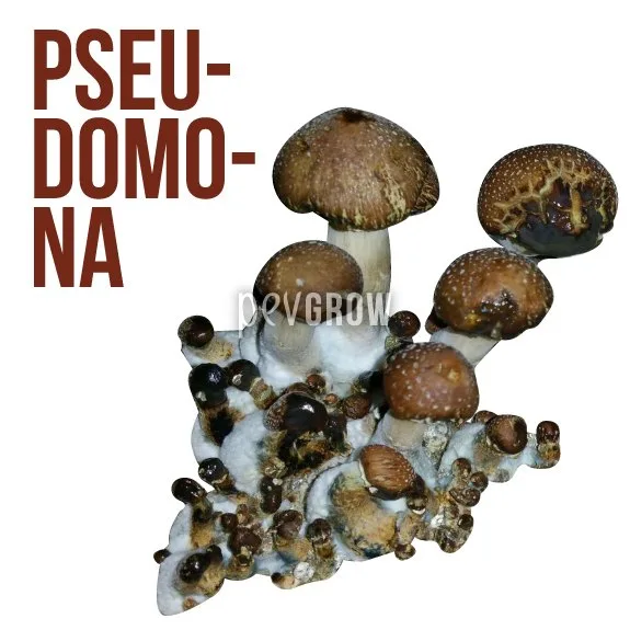 Grupo de hongos de distintos tamaños con sombreros marrones y manchas oscuras, junto al texto «PSEU-DOMO-NA». Grupo de hongos de distintos tamaños con sombreros marrones y manchas oscuras, junto al texto «PSEU-DOMO-NA».