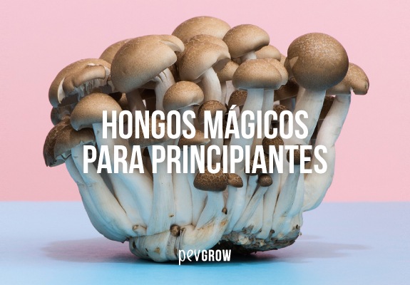 Grupo de setas de tallos claros y sombreros marrones sobre fondo rosa y azul, con el título «Hongos mágicos para principiantes». Grupo de setas de tallos claros y sombreros marrones sobre fondo rosa y azul, con el título «Hongos mágicos para principiantes».