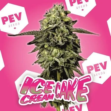 Cogollo de cannabis en primer plano sobre fondo rosa con logotipos de PEV Seeds y el rótulo «Ice Cream Cake».