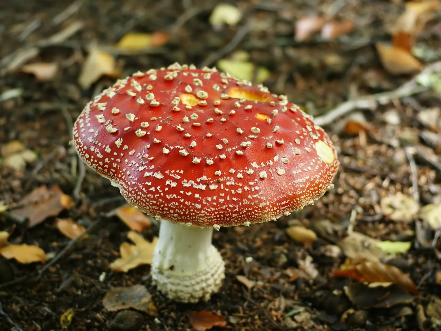 Seta de sombrero rojo con manchas blancas y pie blanco de base escamosa sobre un suelo de bosque con hojas secas Seta de sombrero rojo con manchas blancas y pie blanco de base escamosa sobre un suelo de bosque con hojas secas