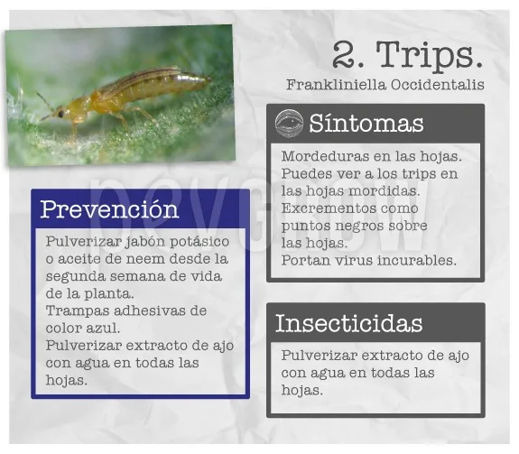 Ficha sobre trips con un insecto alargado sobre una hoja y recuadros de síntomas, prevención e insecticidas.