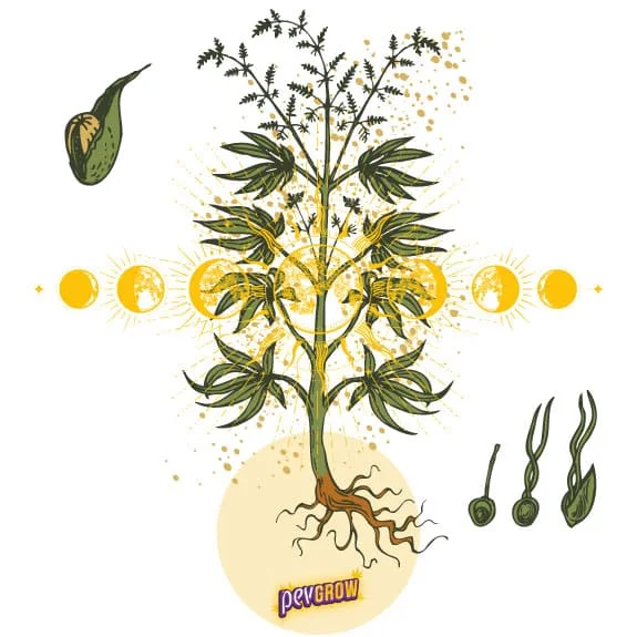 Ilustración de una planta de cannabis con raíces expuestas, fases lunares amarillas y dibujos de una semilla y su germinación. Ilustración de una planta de cannabis con raíces expuestas, fases lunares amarillas y dibujos de una semilla y su germinación.