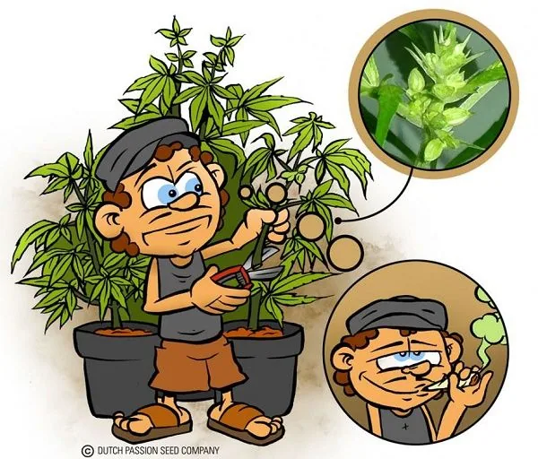 Viñeta de un personaje con tijeras junto a plantas de cannabis, con un detalle floral ampliado y otro del personaje fumando. Viñeta de un personaje con tijeras junto a plantas de cannabis, con un detalle floral ampliado y otro del personaje fumando.