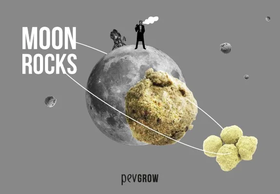 Montaje con el texto «Moon Rocks», un cogollo recubierto ante la Luna y pequeños fragmentos sobre una línea orbital blanca.