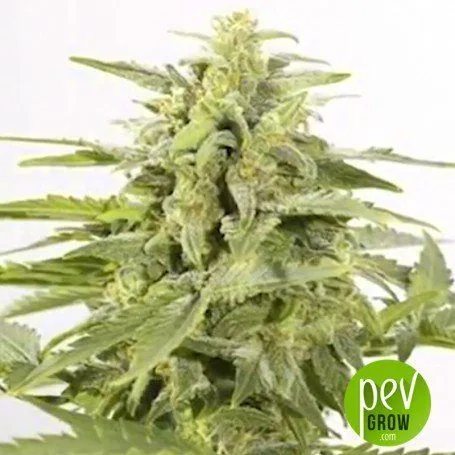 Primer plano de un cogollo de cannabis rodeado de hojas verdes dentadas, sobre fondo blanco y con el logotipo de Pevgrow. Primer plano de un cogollo de cannabis rodeado de hojas verdes dentadas, sobre fondo blanco y con el logotipo de Pevgrow.