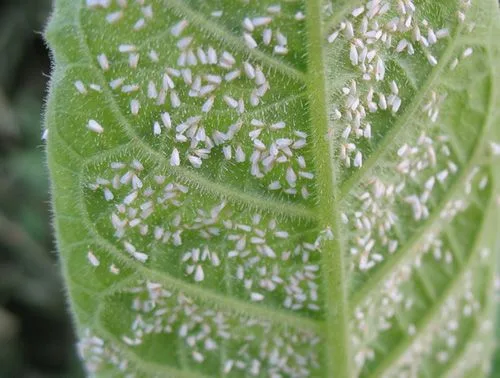Primer plano del envés de una hoja verde cubierto de numerosas moscas blancas, con nervaduras y pequeños pelos visibles.