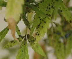 Primer plano de hojas verdes y amarillentas con numerosos insectos oscuros agrupados sobre su superficie y alrededor del tallo.