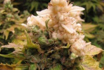 Primer plano de una inflorescencia de cannabis con una amplia zona de color crema en la parte superior y zonas verdes en la base.