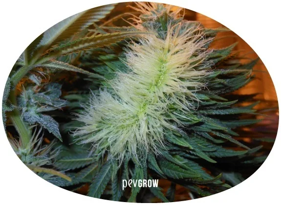 Detalle enmarcado en un óvalo de una flor de cannabis ancha y alargada, con numerosos pistilos claros y hojas verdes alrededor.