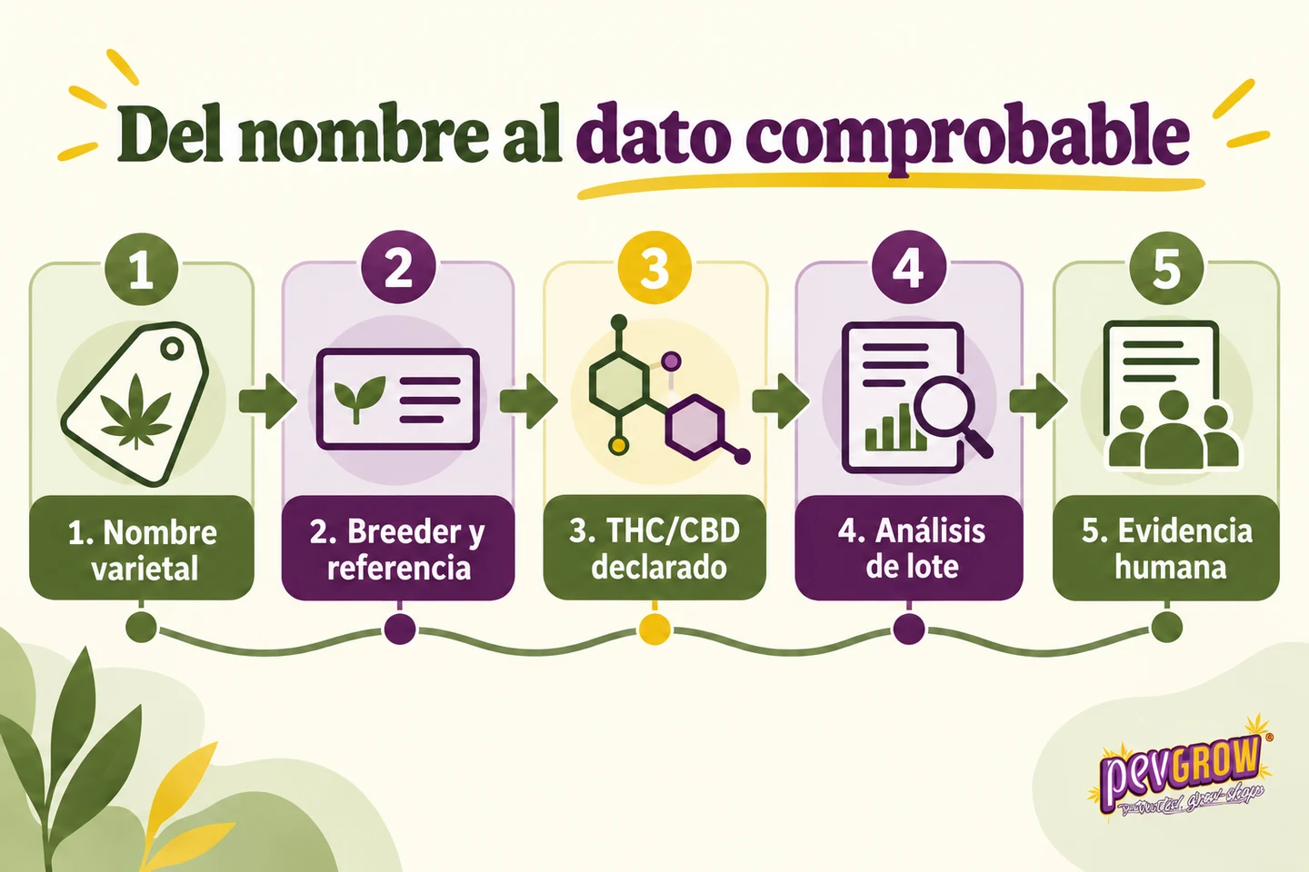 Infografía «Del nombre al dato comprobable» con cinco pasos para comparar información sobre variedades de cannabis. Infografía «Del nombre al dato comprobable» con cinco pasos para comparar información sobre variedades de cannabis.